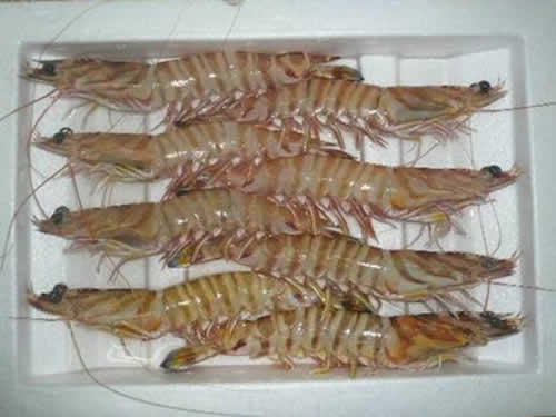 斑节虾01